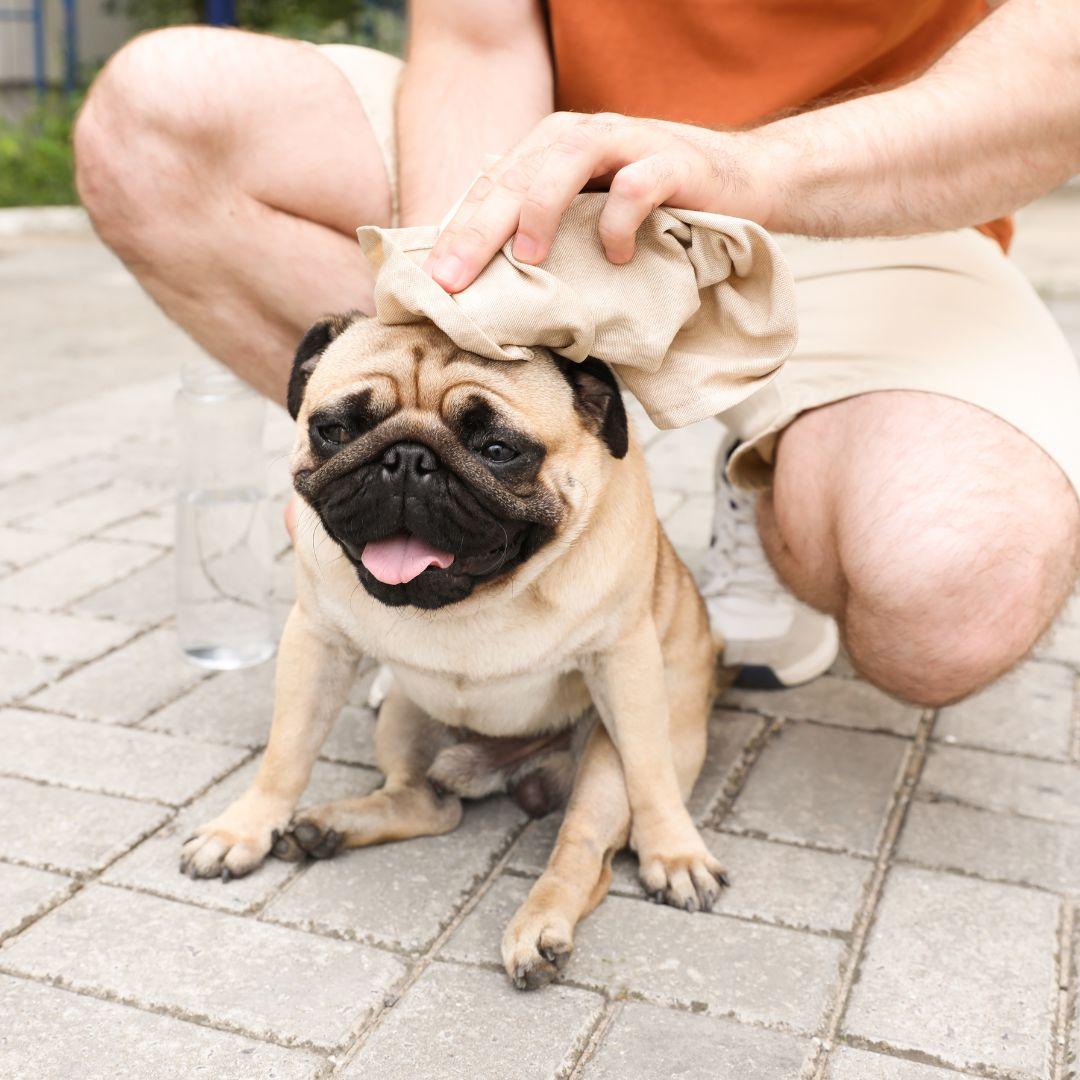 Pug being wiped down