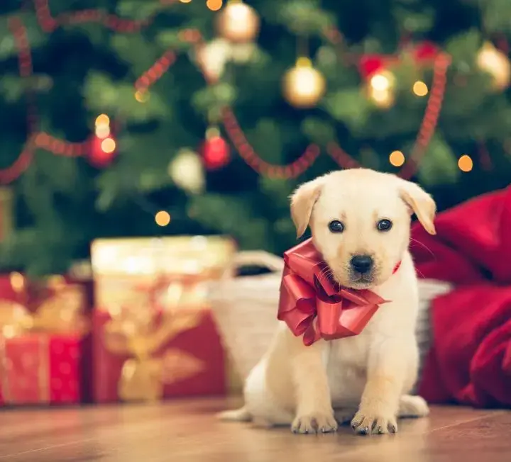 A playful puppy sitting in front of a decorated Christmas tree, surrounded by colorful ornaments and twinkling lights.