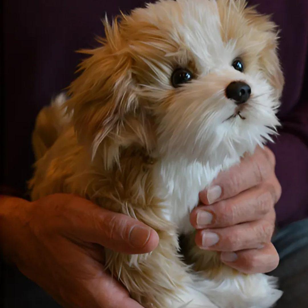 Little cute maltipoo puppy