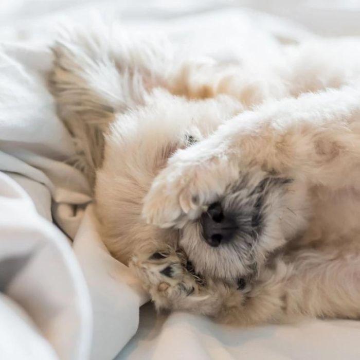 Why does dog pee on my bed and How to Stop It Potty Buddy Potty Buddy™