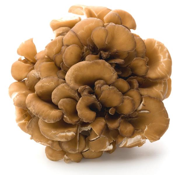 Rocket Domes Maitake