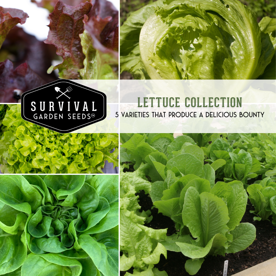 Lettuce Seed Collection - 5 Heirloom Lettuce Varieties