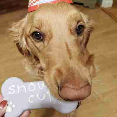 January 2021 Dog Birthday Party Celebration | Dog Birthday Treats