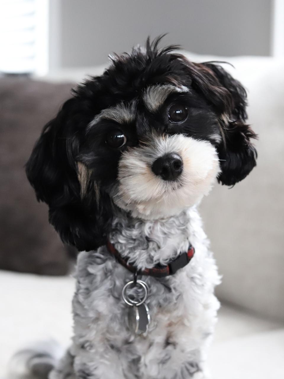 Cavapoo dog