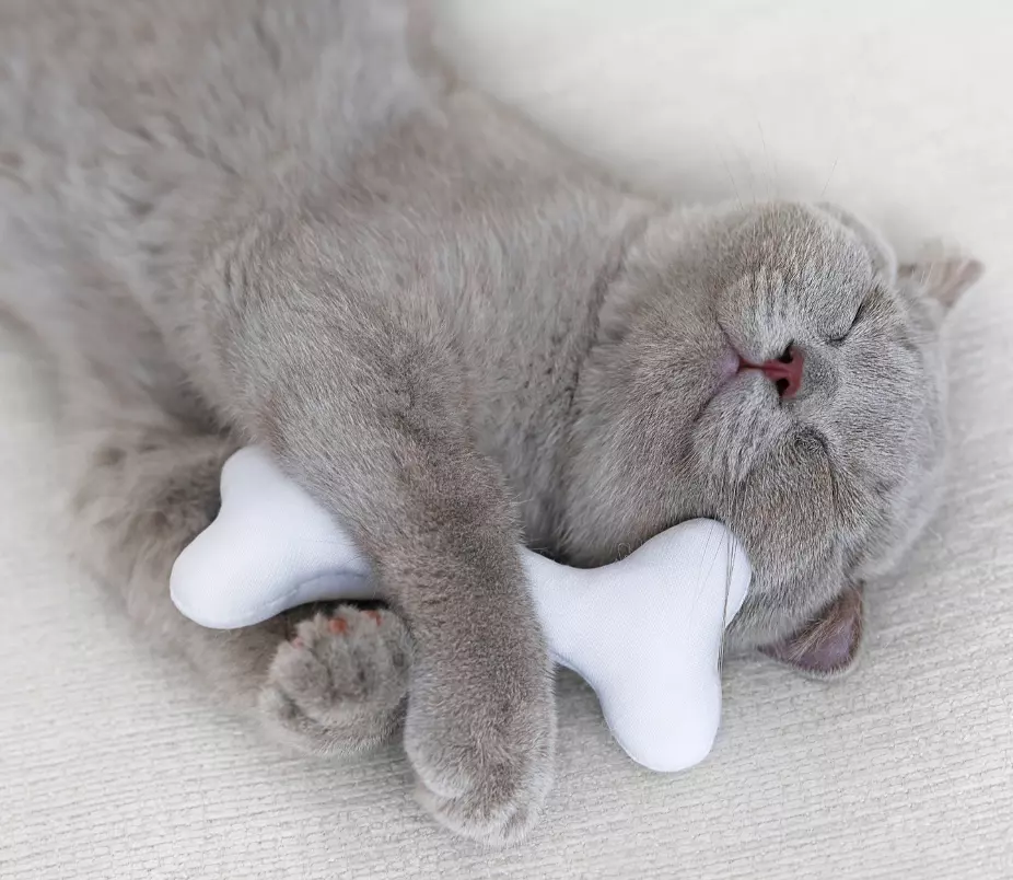 cat with a bone