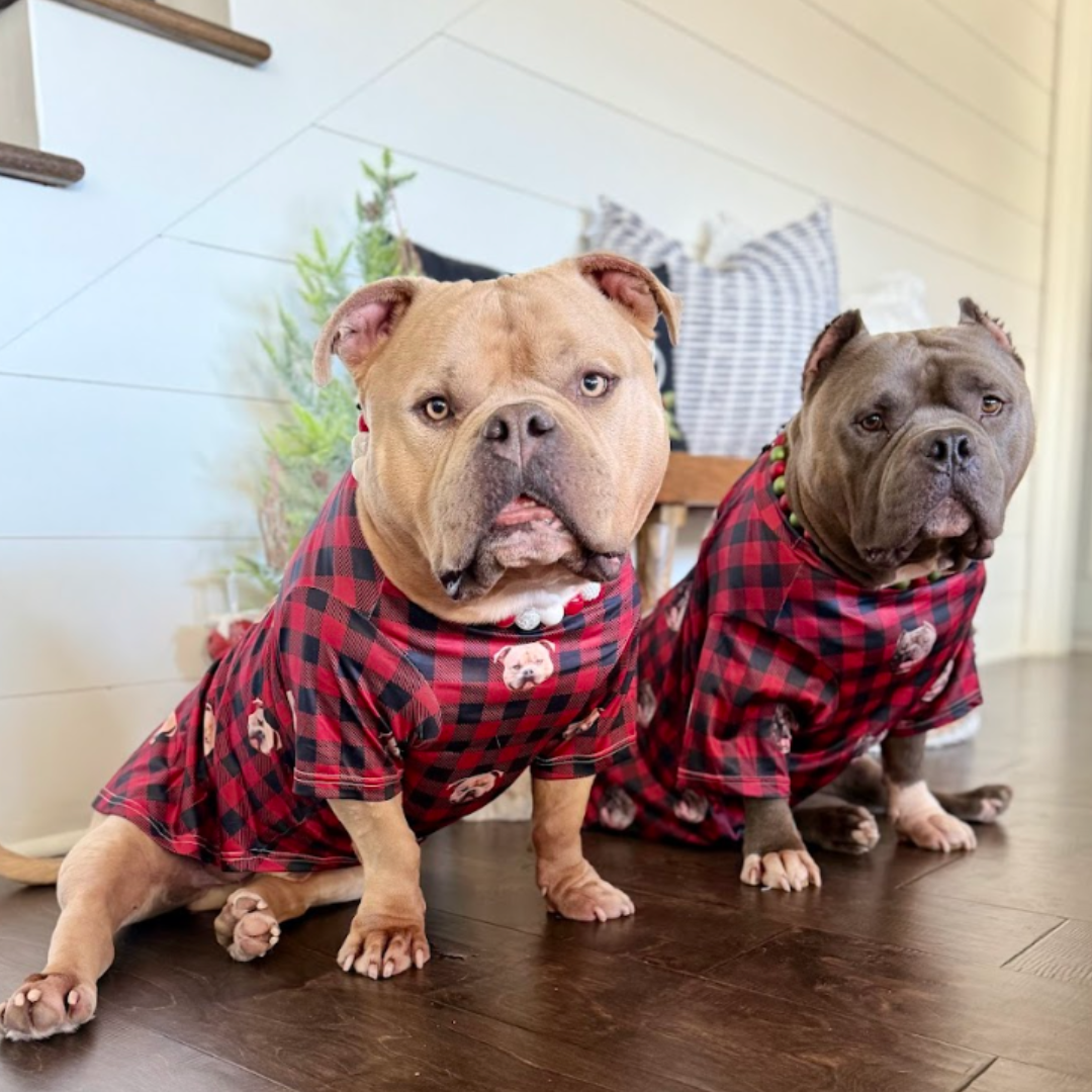 Dog in a CC pajama