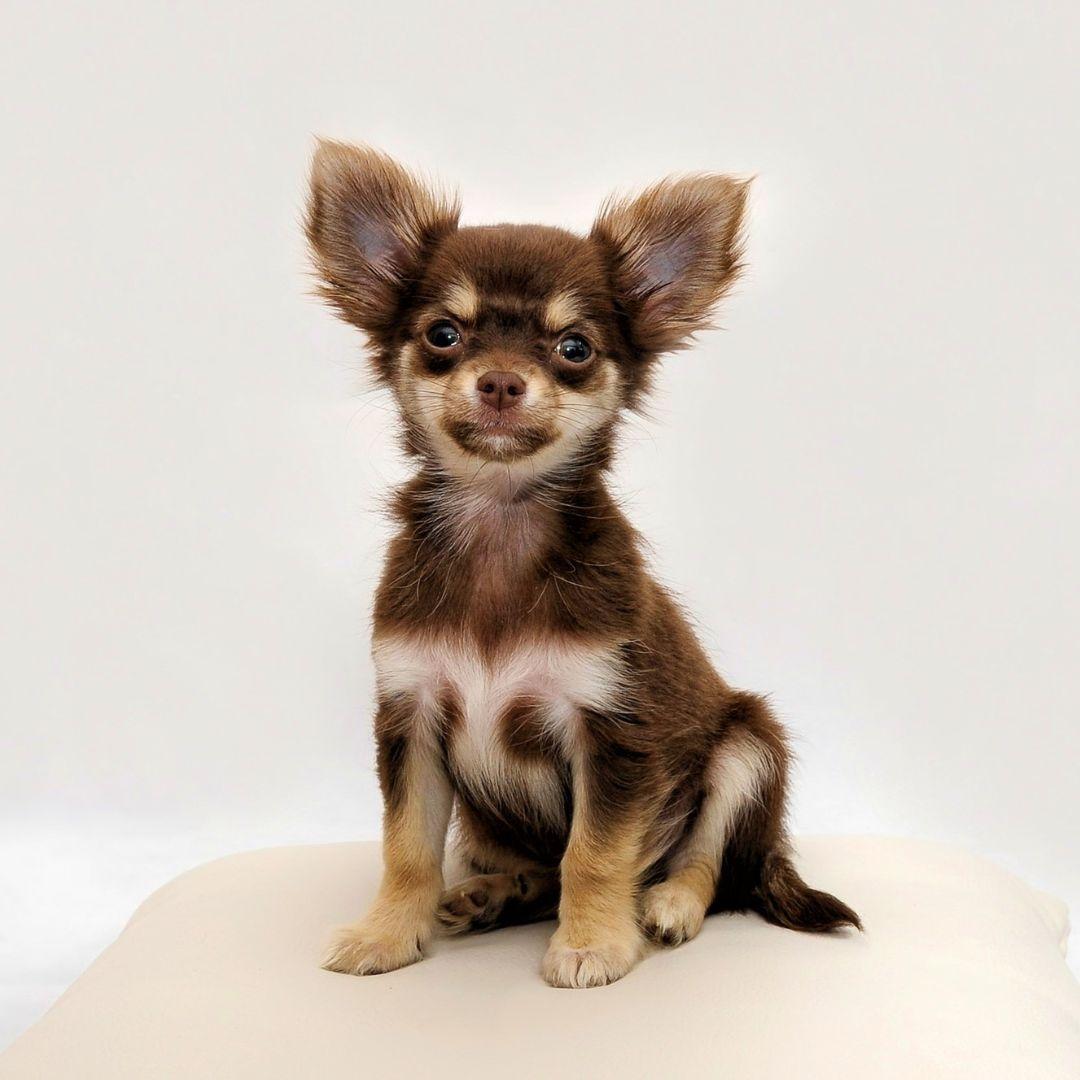 Chihuahua Dog on White Background