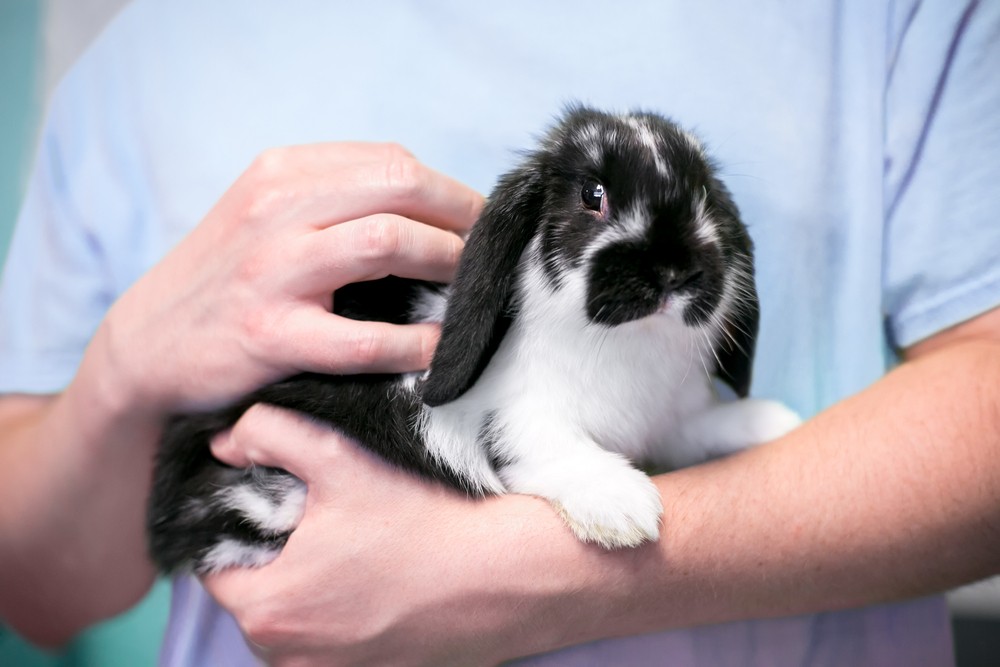 Furrytail Life Rabbit Rescue Rabbit