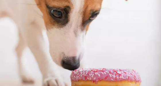 CAN DOGS EAT BANANAS?