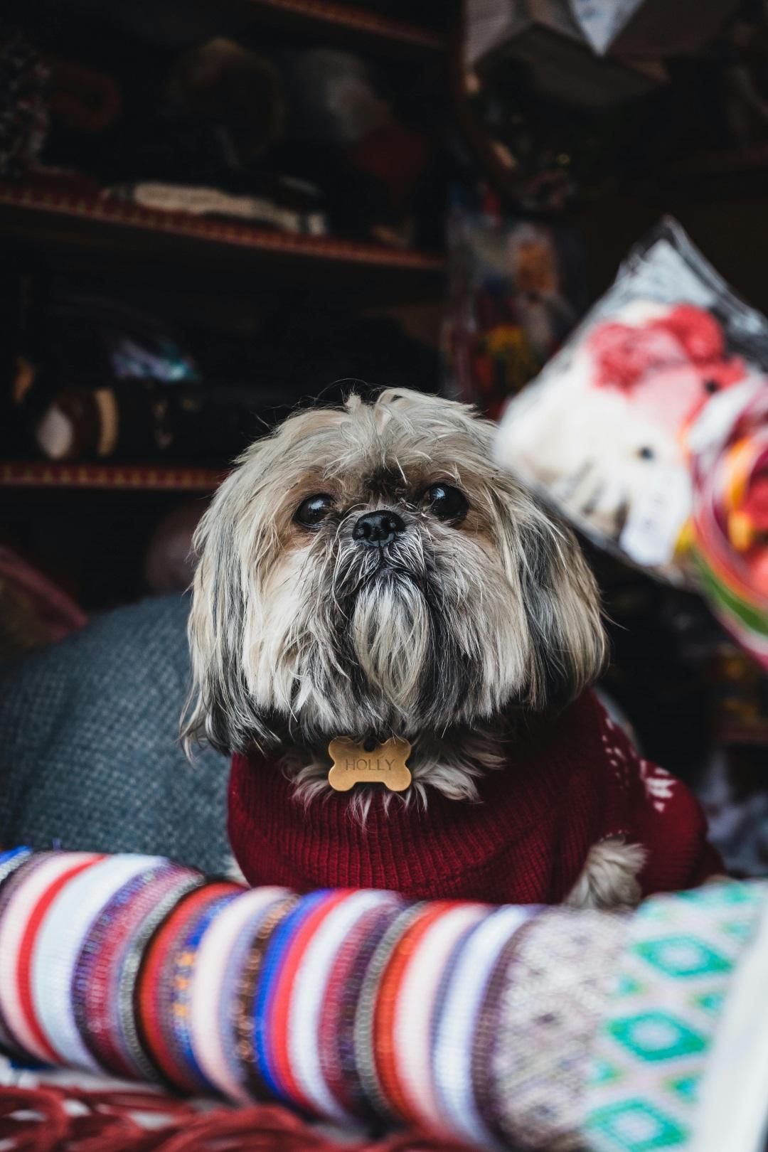 Shih Tzu