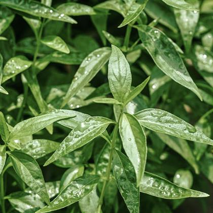 Cluster of fresh green kalmegh leaves with pointed tips and glossy texture.