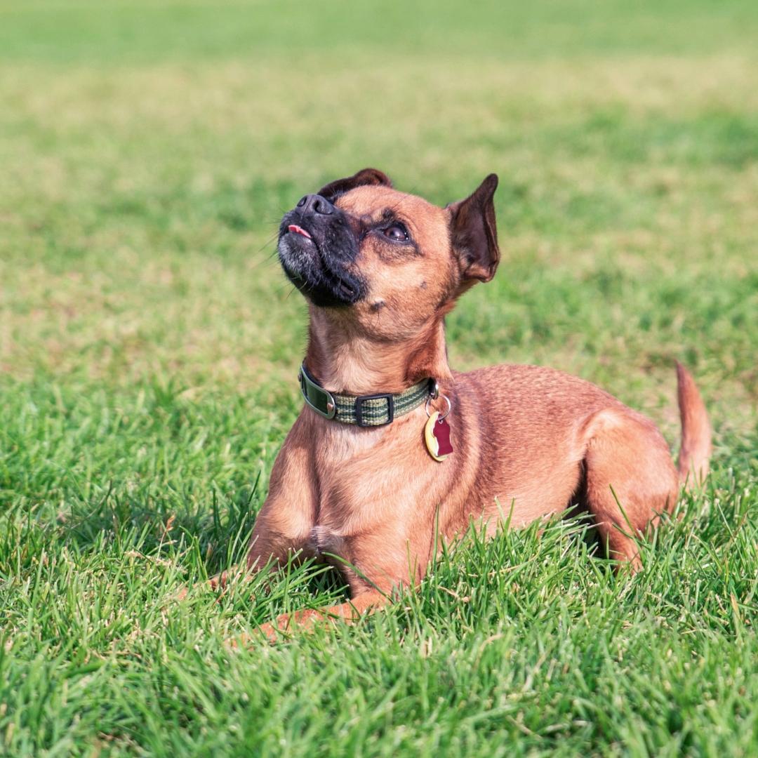 cute chiweenie mix at a local park