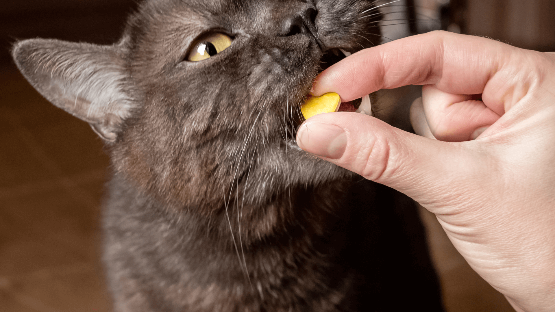 Door Buddy Blog - Probiotics for Cats