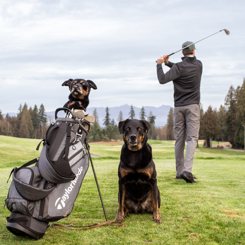 Labrador Golf Club Headcover