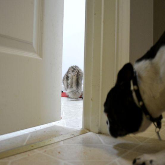 keep door open for cat