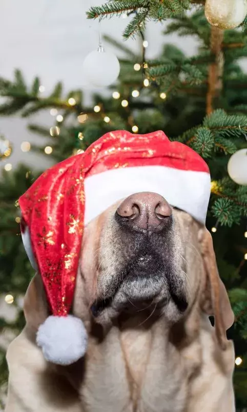 christmas dog anxiety