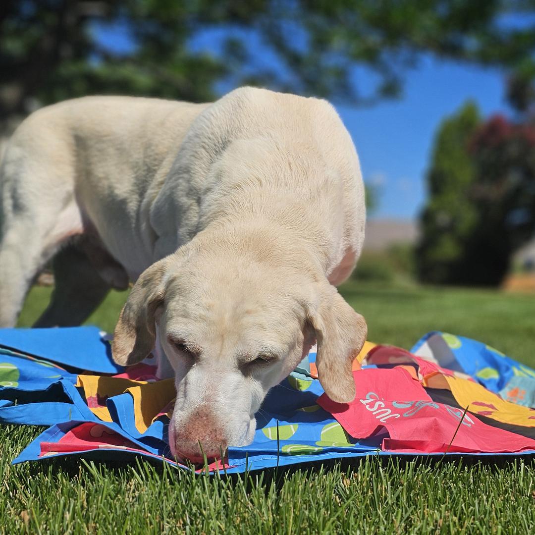 nosework games for dogs