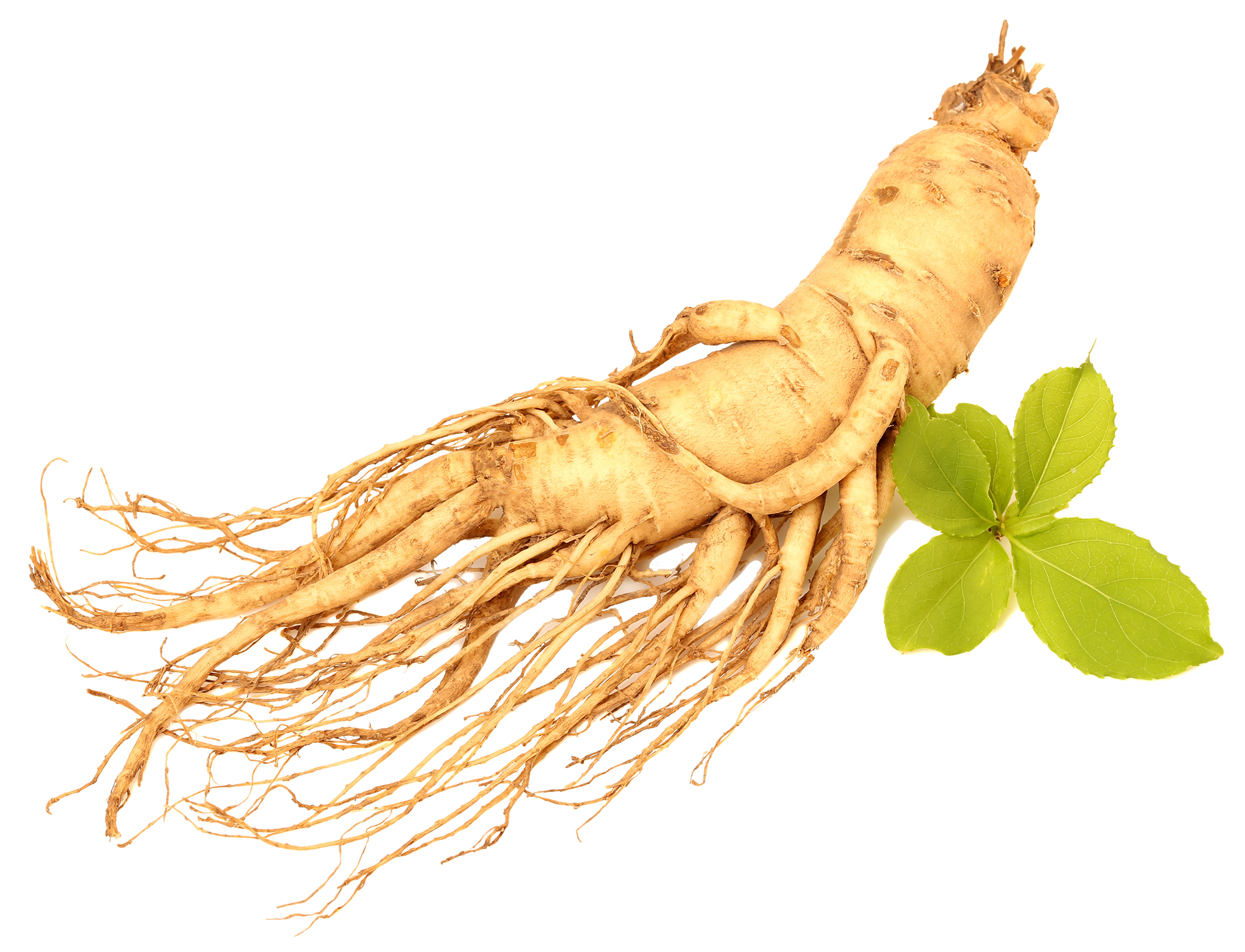 Large ginseng root