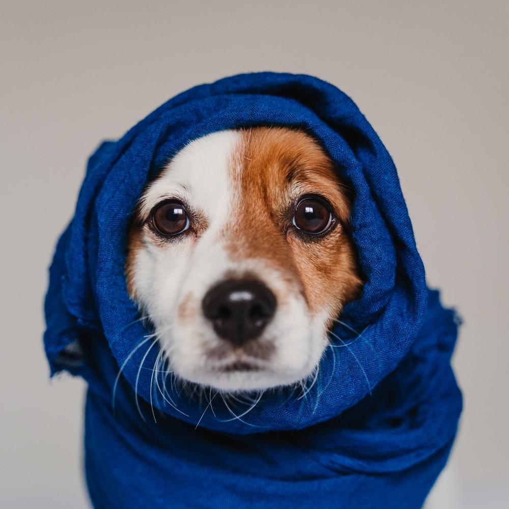 portrait of cute jack russell wrapped into a blue handkerchief