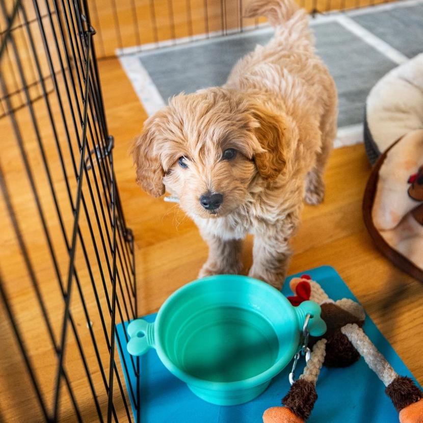 So Your Puppy Whines in the Crate Here’s How to Fix It Potty Buddy™