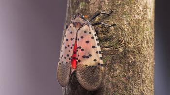 How Do You Treat for Spotted Lanternflies? | Spotted LanternFly