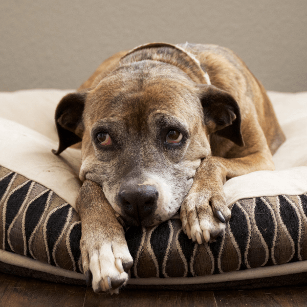 What Causes Destructive Chewing in Dogs? – Door Buddy