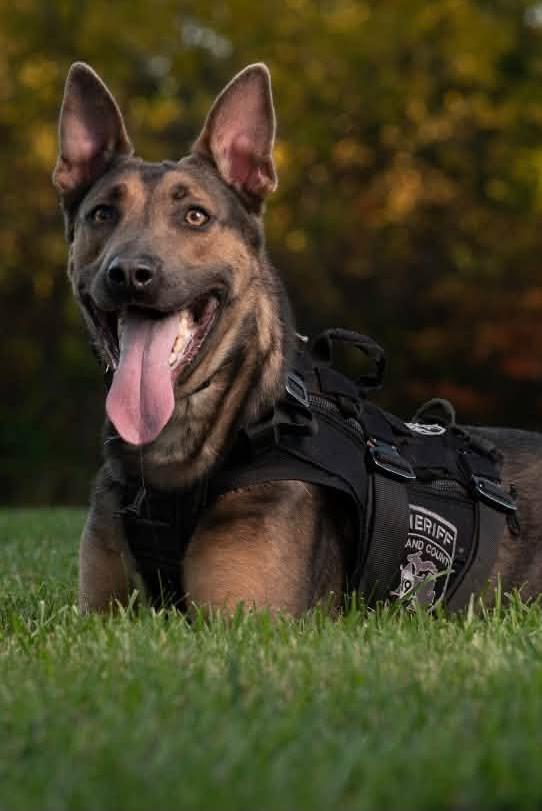 k9 bleu in the grass