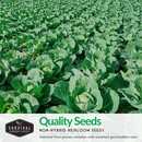 Quality non-hybrid heirloom cabbage seeds