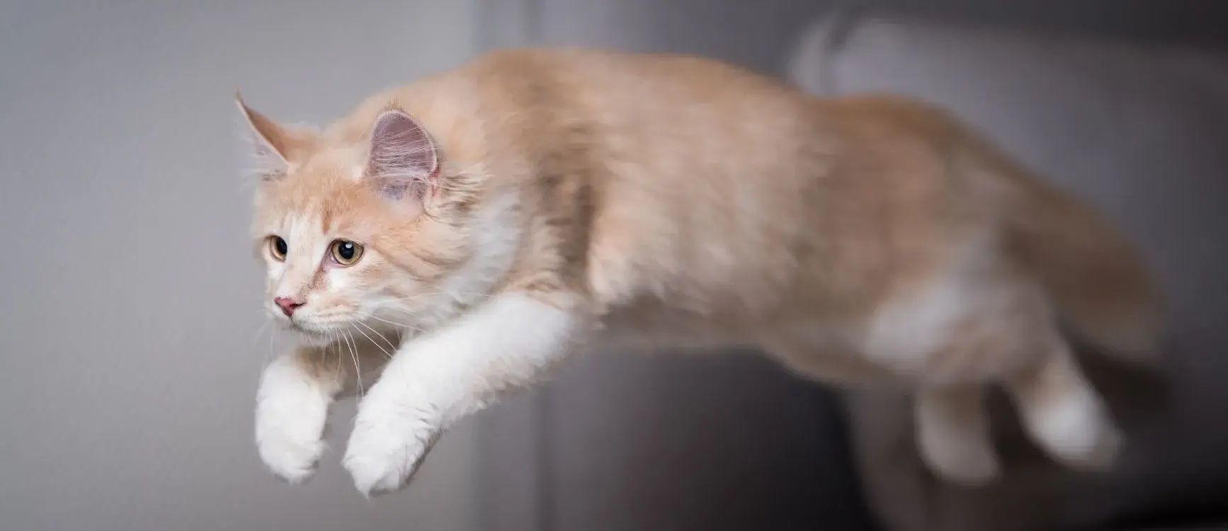 A cat is airborne, leaping through the air with an expression of joy and excitement.