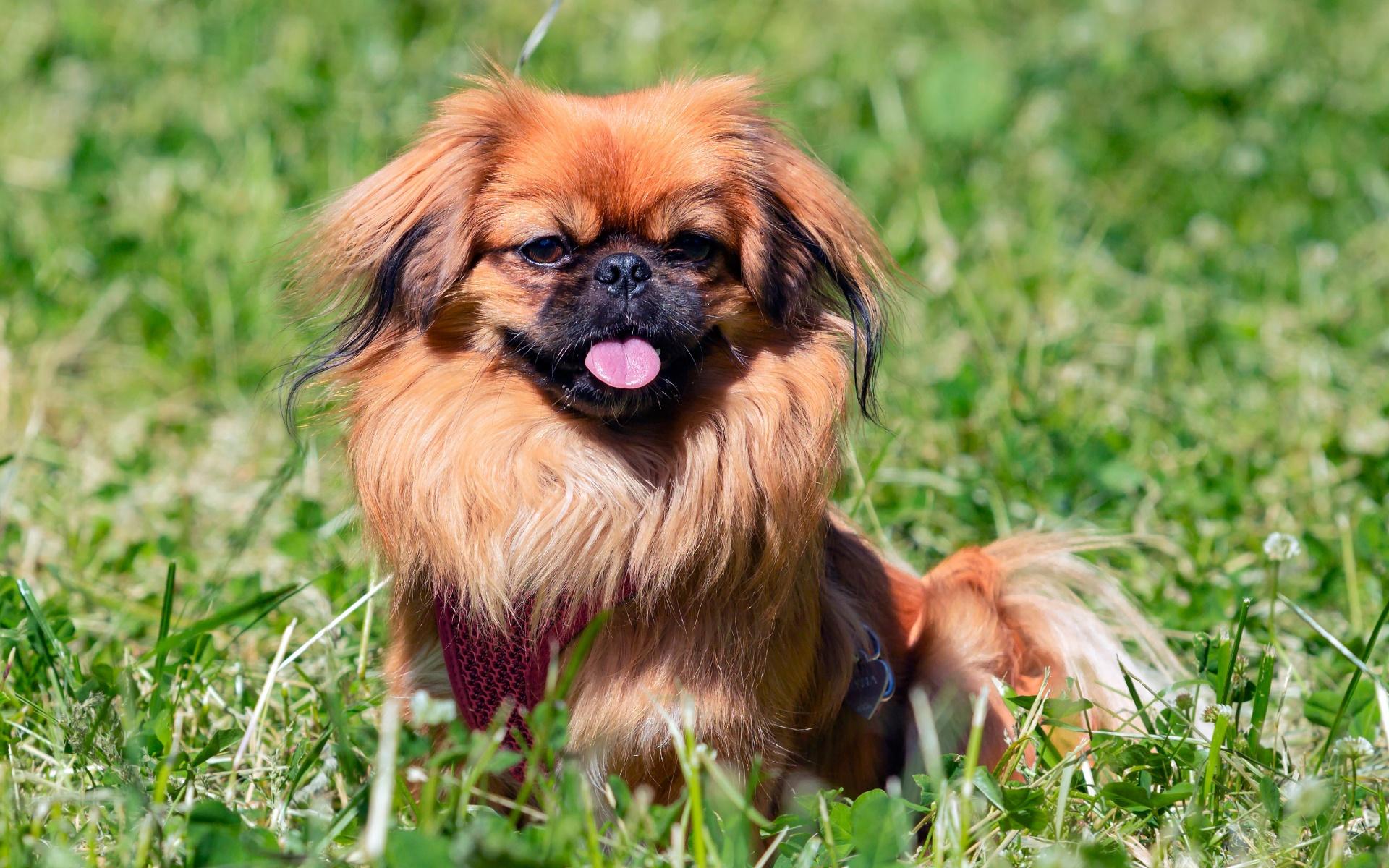 A young funny Pekingese on a green field.
