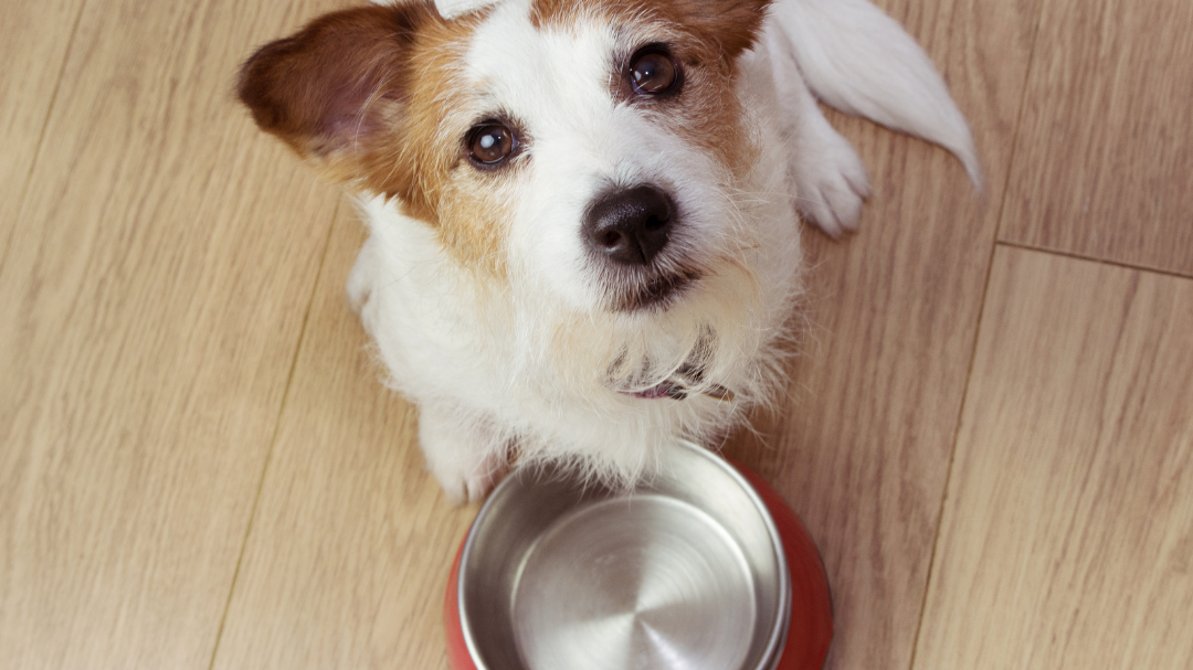 hrana za osjetljive pse
