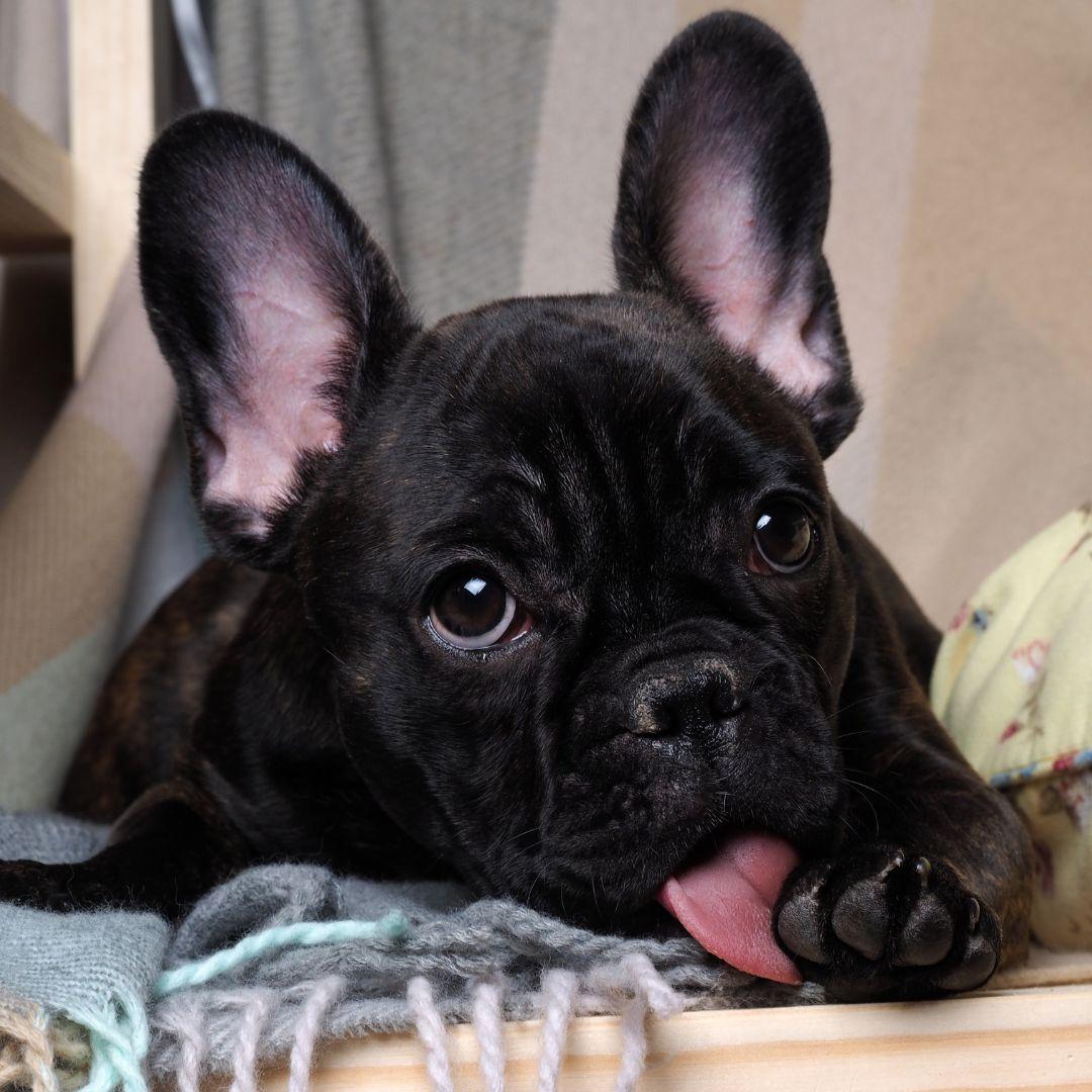 How to Clean Dog Paws After Walks & Before Coming Inside Potty Buddy