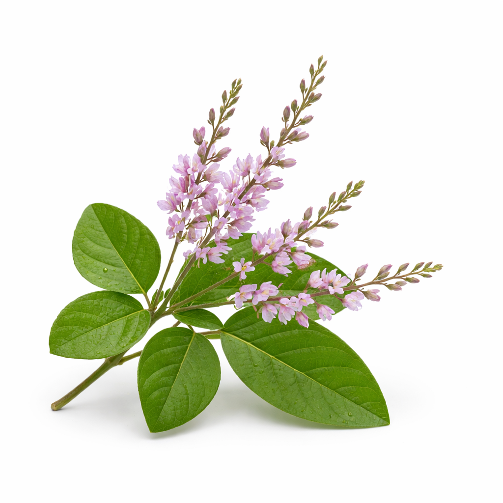 Sal Leaved Desmodium