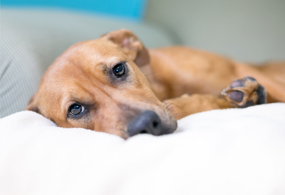 ANXIOUS DOG