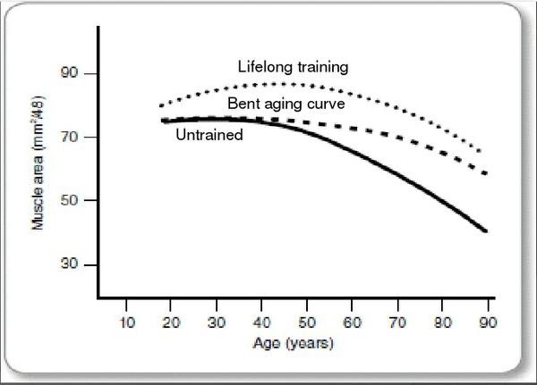 Lifelong training Bent aging curve untrained age years muscle area