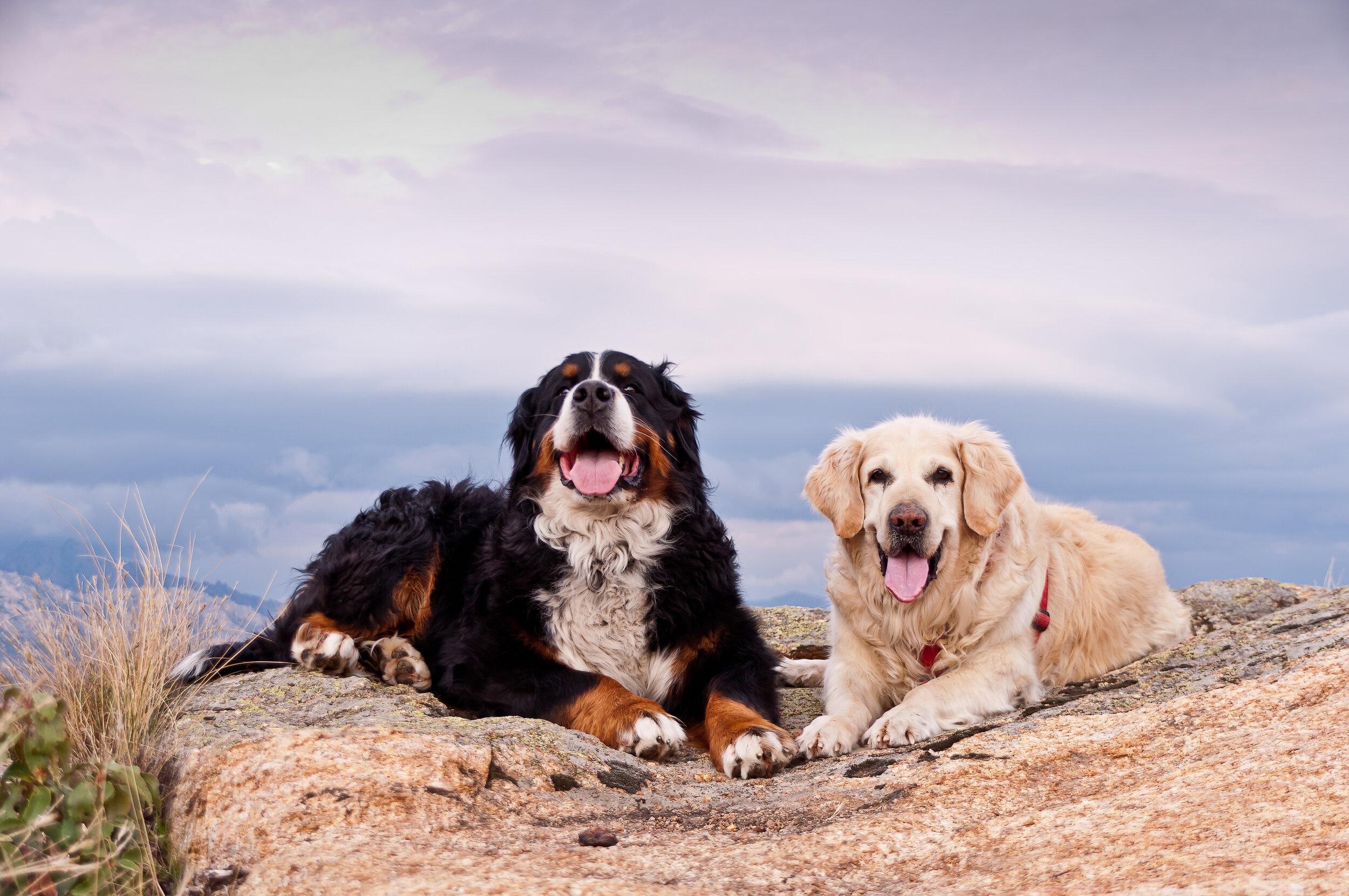 two Big Dog