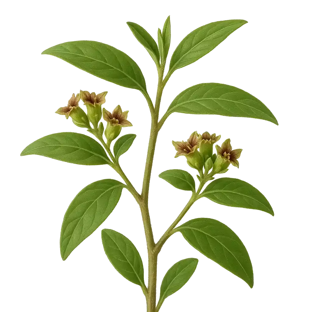 Ananta mool Extract