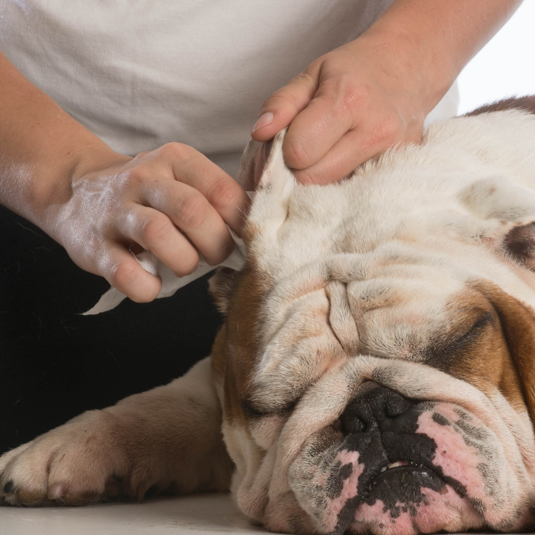 Dog ear cleaning