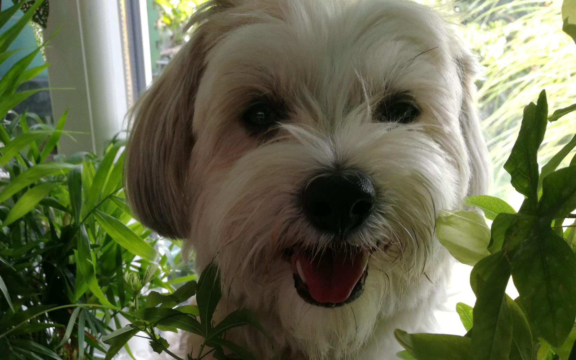 Close up of white puppy