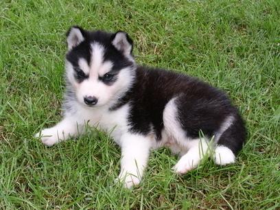 pomsky dog sitting