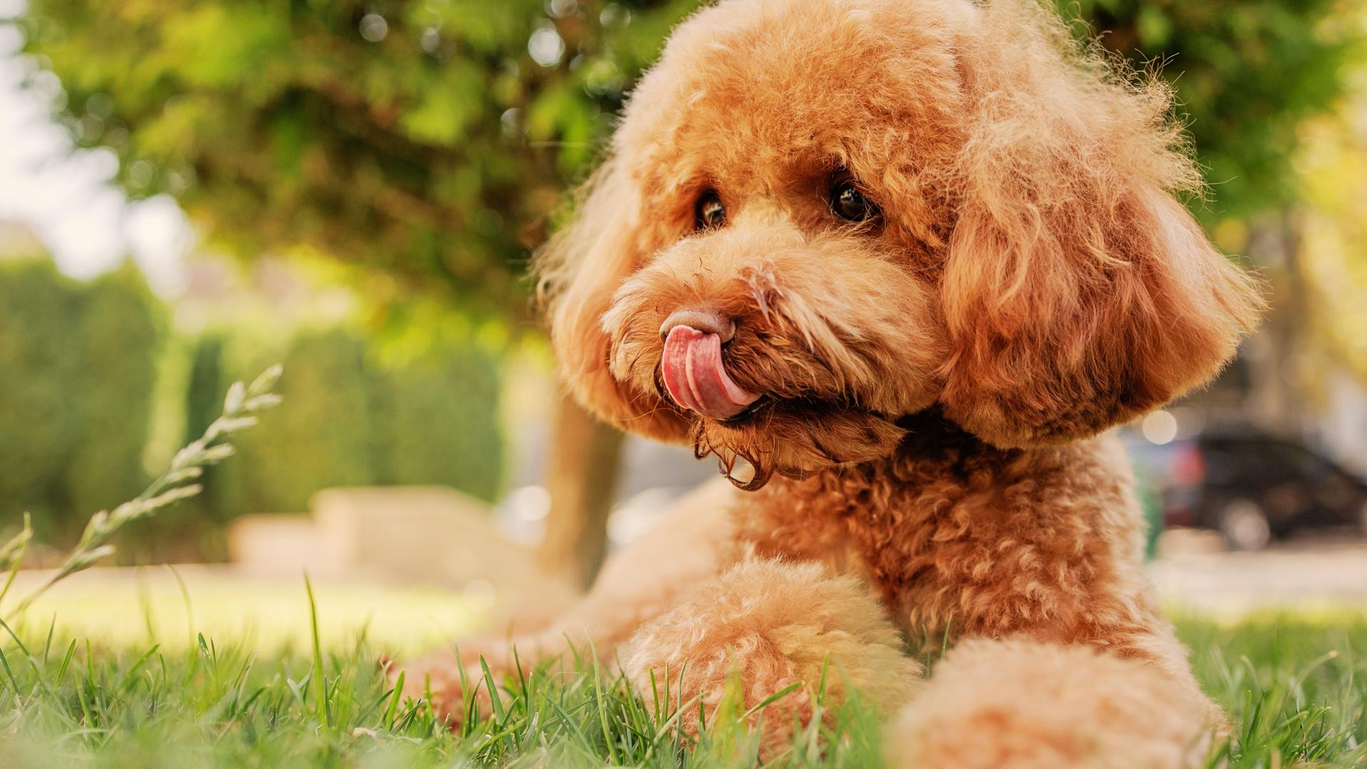 Male poodle dog urinate pee onto tree trunk in outdoor park