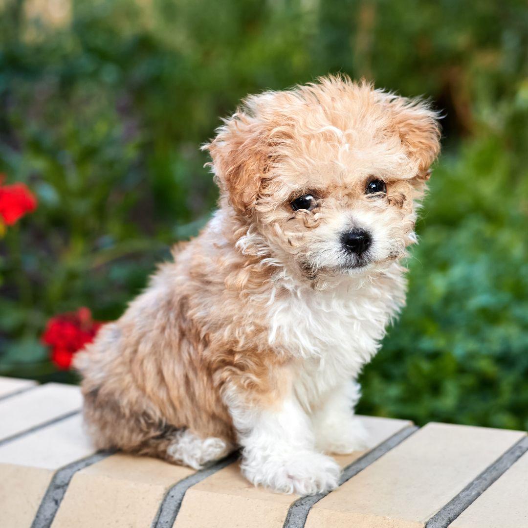 Maltipoo Puppy Sits on a Brick Fence in the Garden against a Background of Greenery