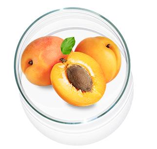 Apricot