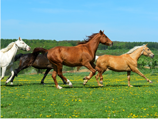 Selvita Equine Horses Running in field
