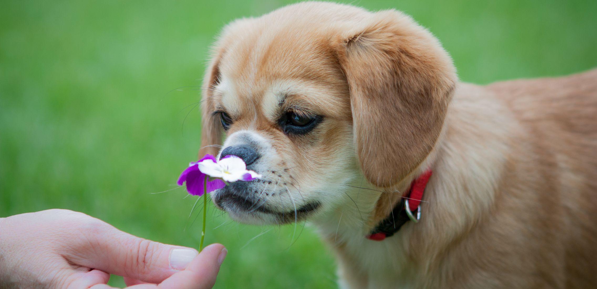 Dog smelling flower