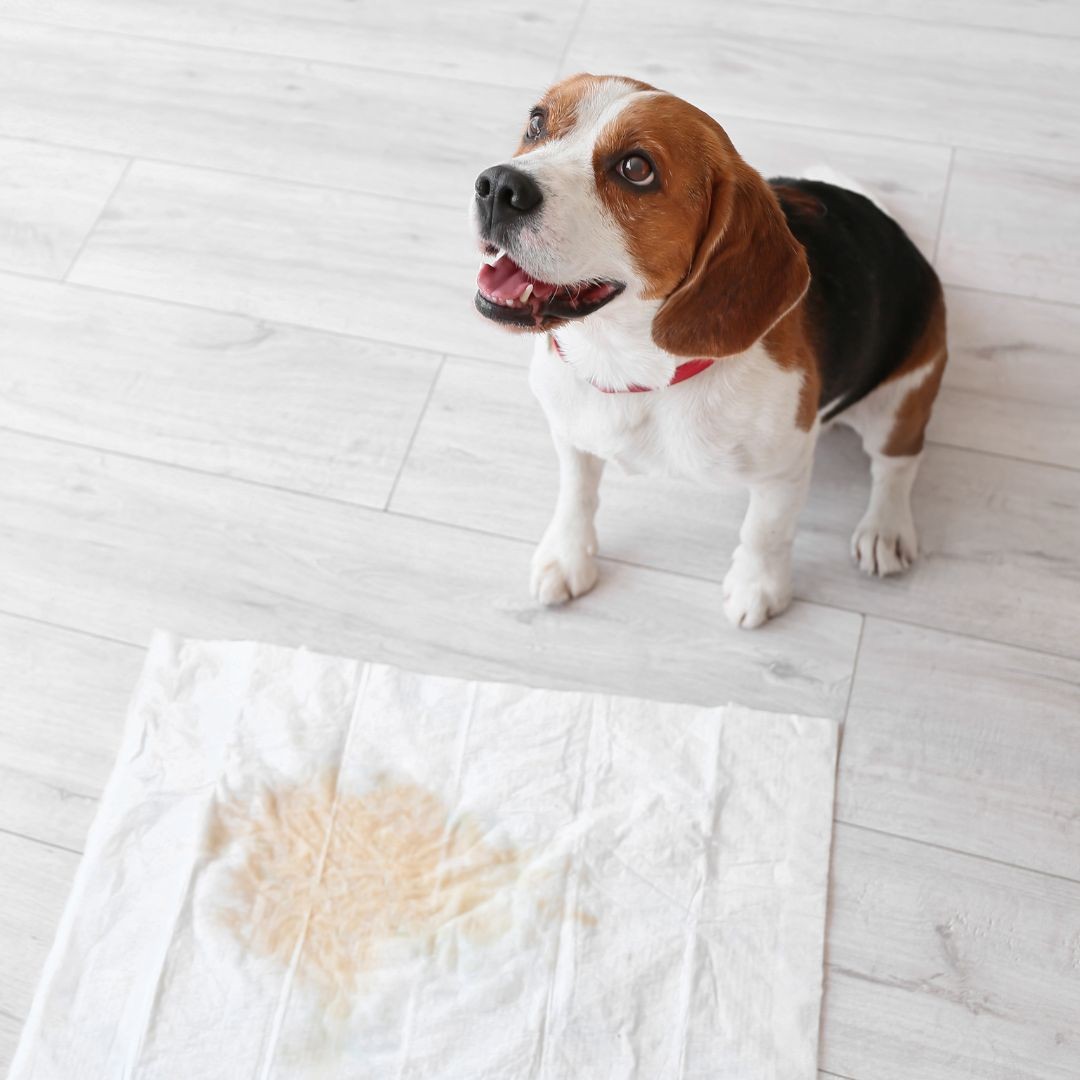 Beagle dog sitting next to soiled pee pad