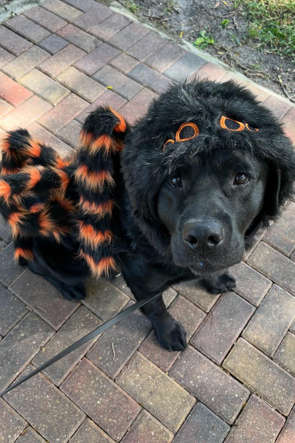 k9 higgenz 343 in spider costume