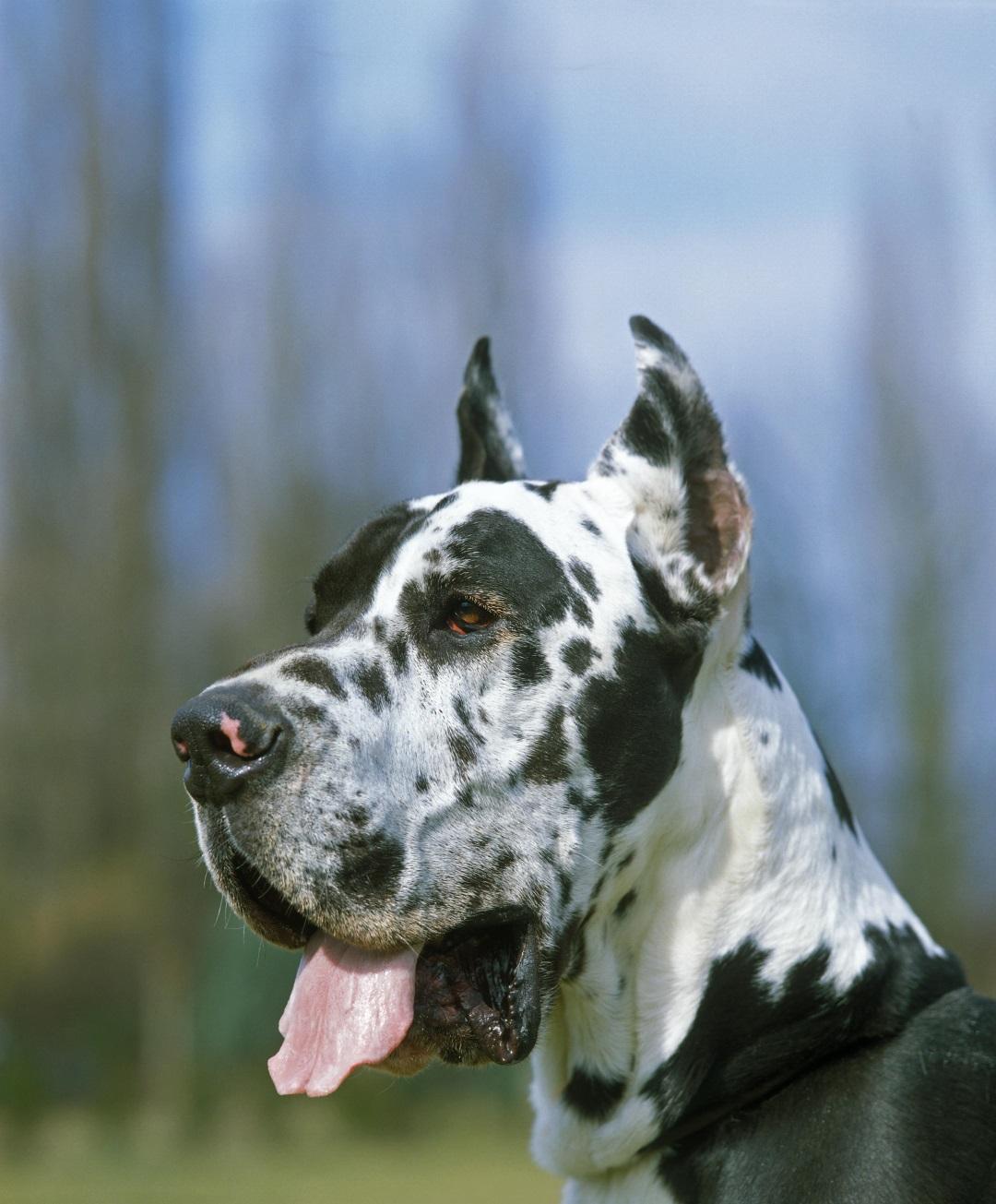 Great Dane dog
