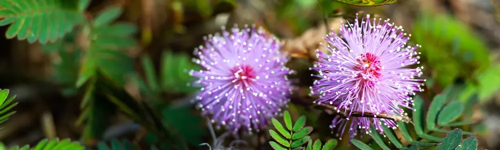 Touch-Me-Not Plant