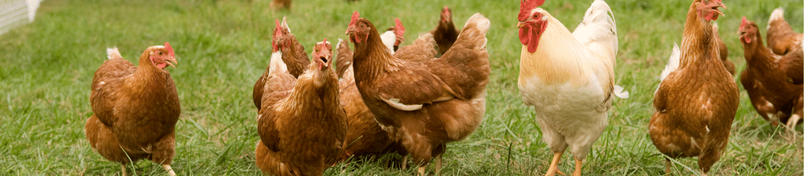 Teraganix Vital Farms Pastured Raised Eggs case study em1